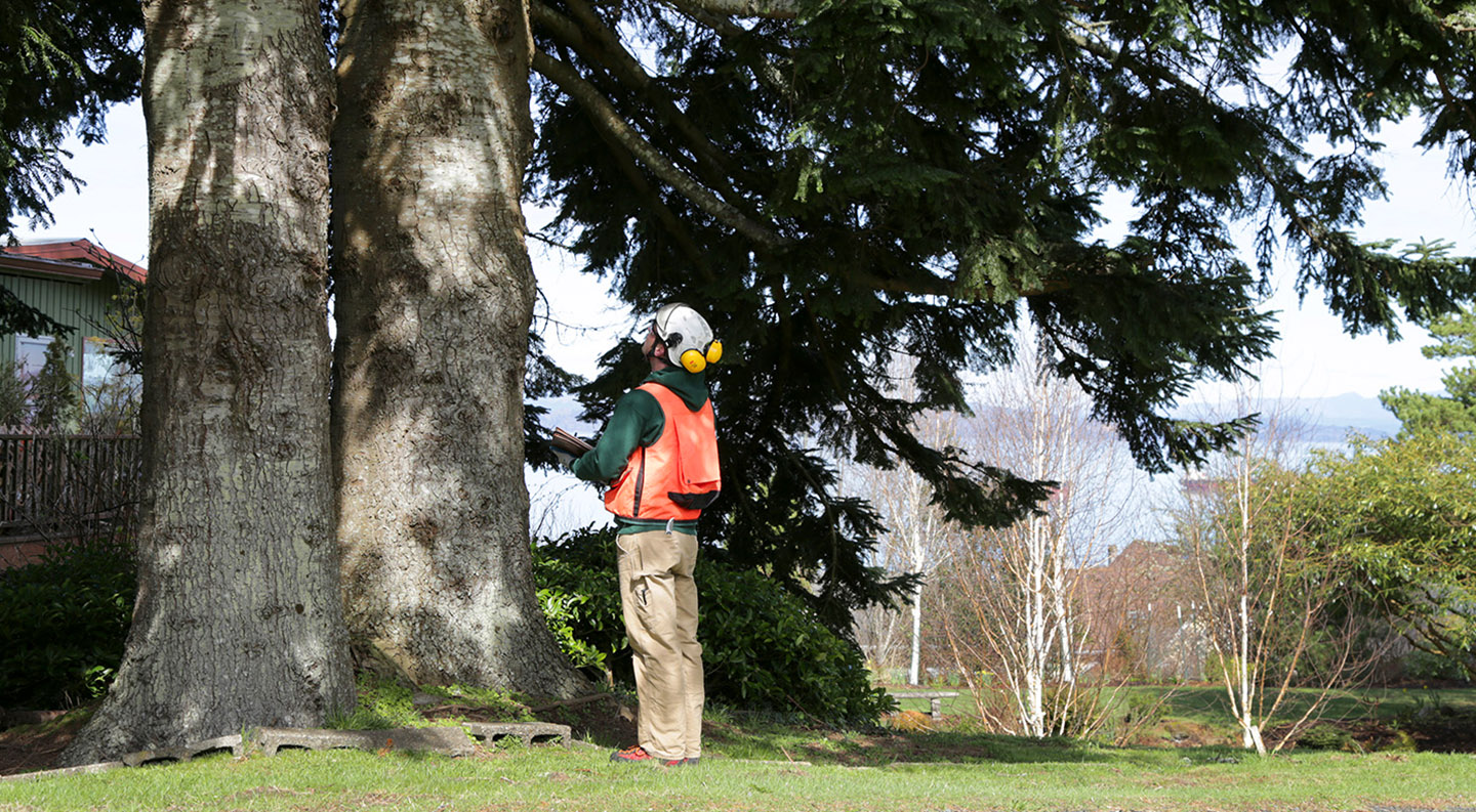 Level 2 Tree Risk Assessment
